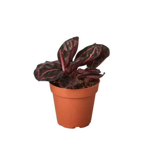 Calathea Dottie