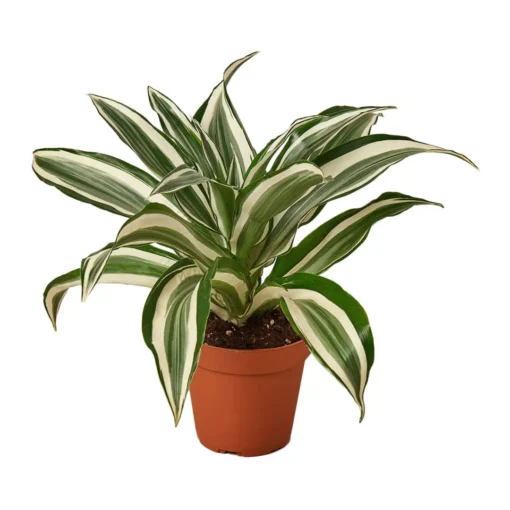 Dracaena White Jewel