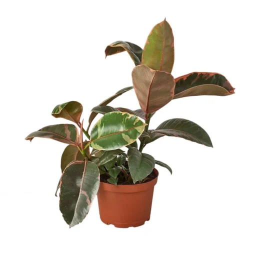 Ficus Ruby Pink