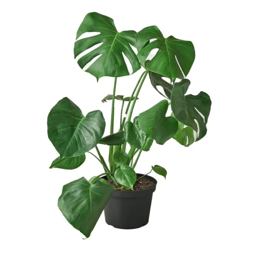 Monstera Deliciosa