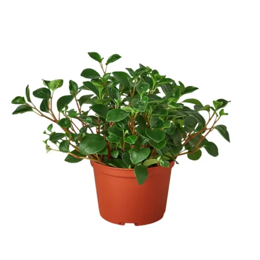 Peperomia Red Stemmed