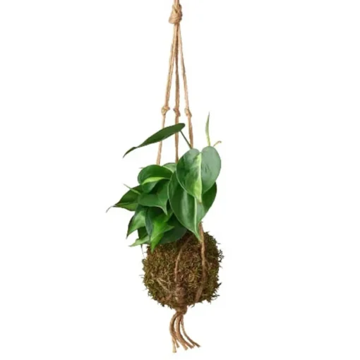 Philodendron Brasil Kokedama