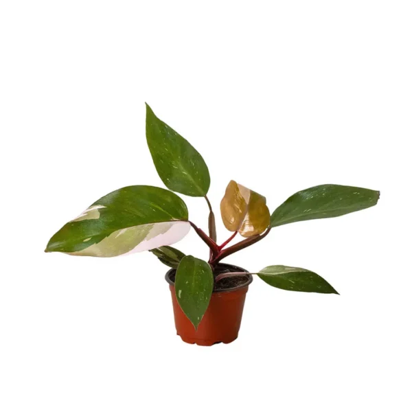 Philodendron Pink Princess