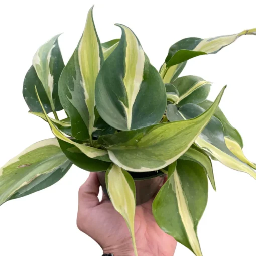 Philodendron Silver Stripe