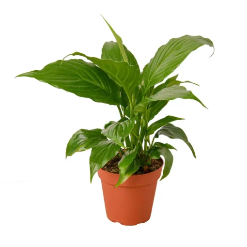 Spathiphyllum Green