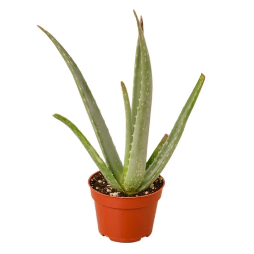 Succulent Aloe Vera