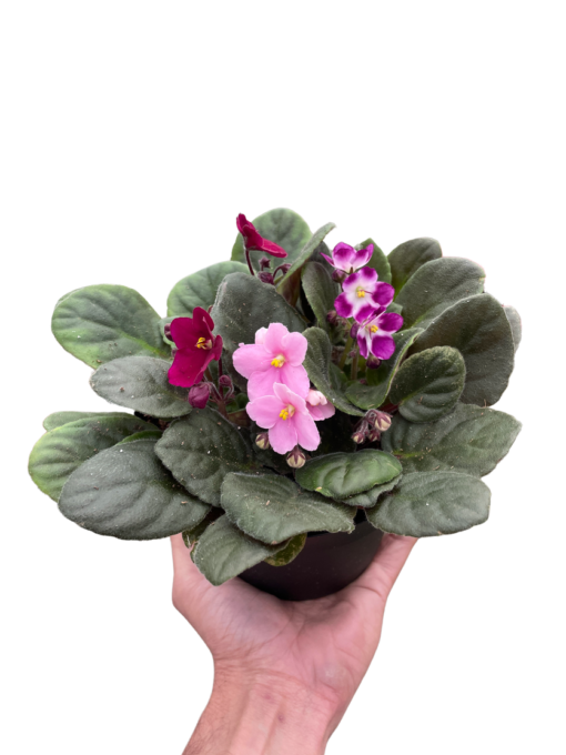 African Violet Purple