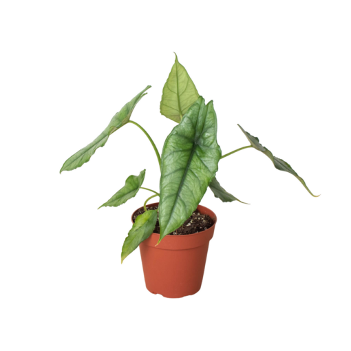 Alocasia Dragons Breath