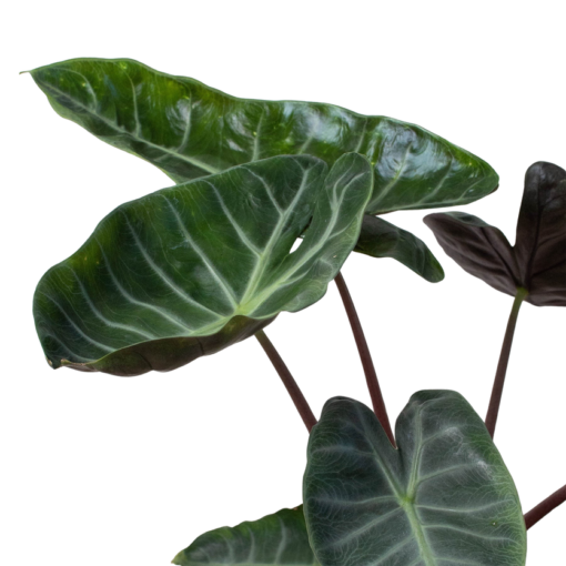 Alocasia Ebony