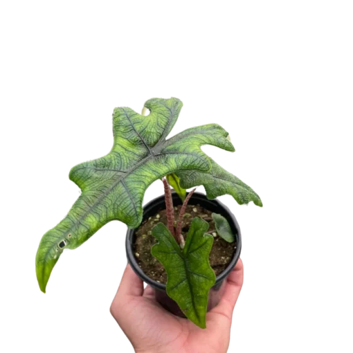 Alocasia Jacklyn