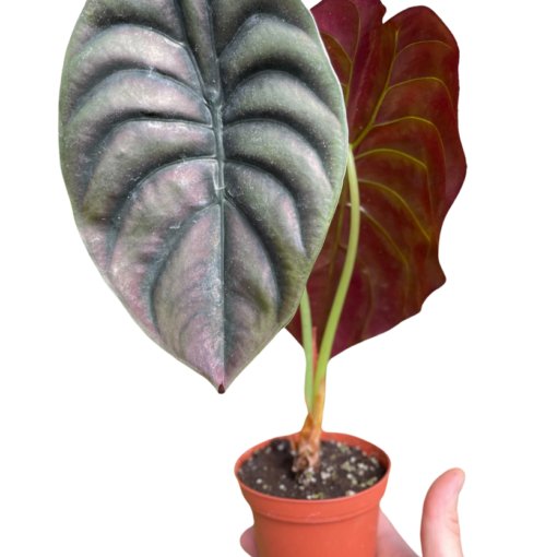 Alocasia Red Secret