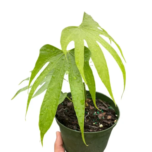 Anthurium Fingers