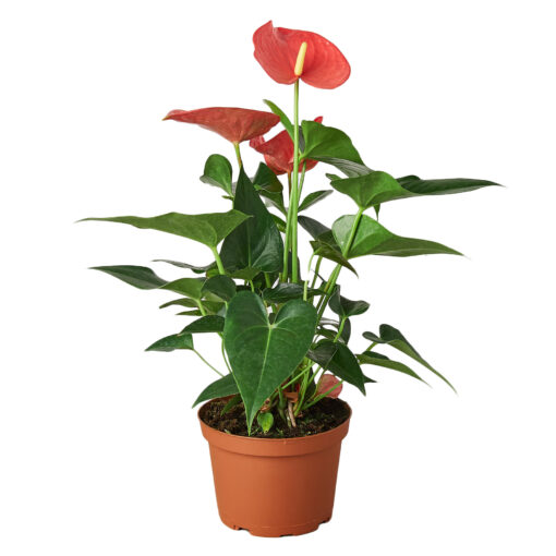 Anthurium Pink