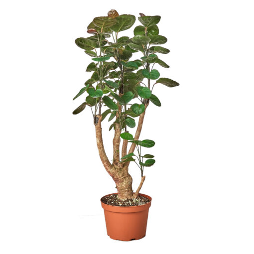 Aralia Fabian Stump