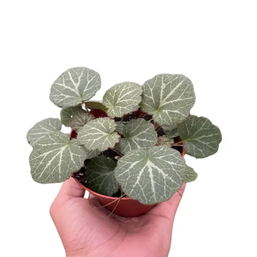 Begonia Strawberry