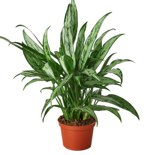 Chinese Evergreen Cutlass