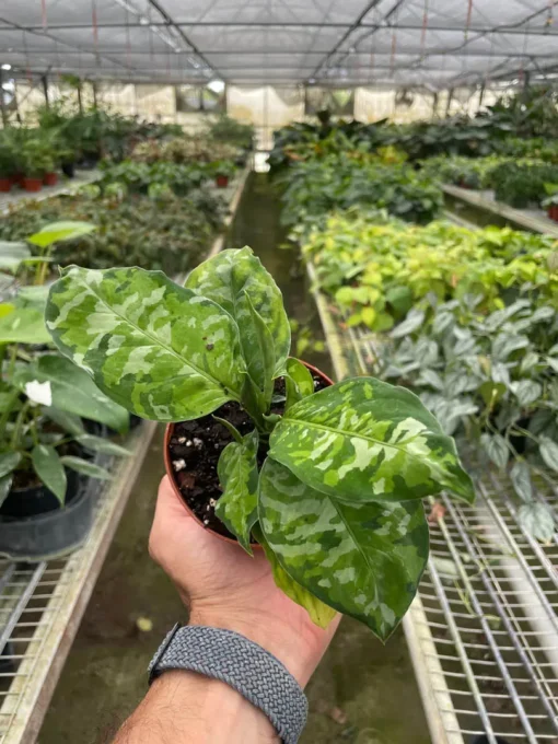 Chinese Evergreen Pictum Tricolor