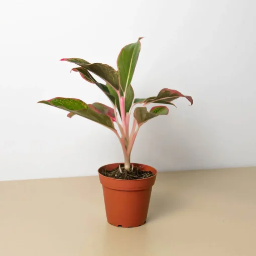 Chinese Evergreen Red Siam