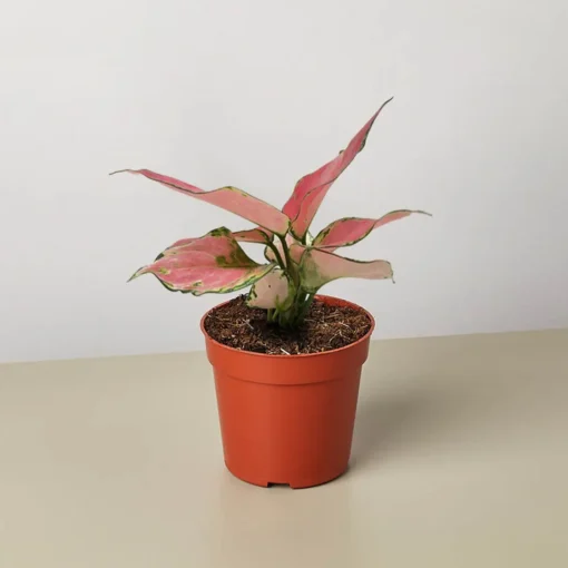 Chinese Evergreen RiChinese Red