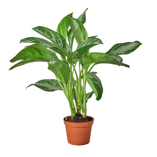 Chinese Evergreen Silver Bay