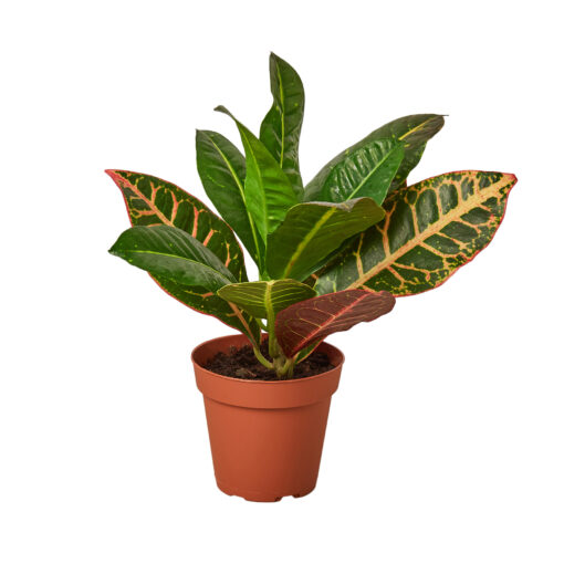 Croton Petra