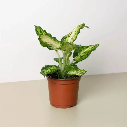 Dieffenbachia Amy