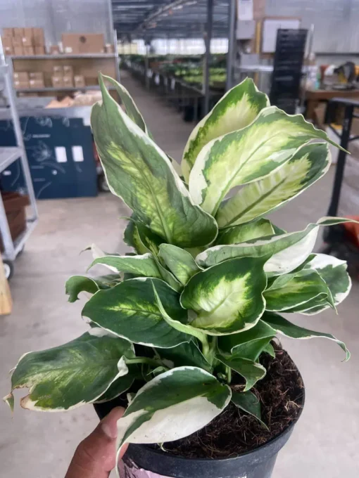 Dieffenbachia Cool Beauty