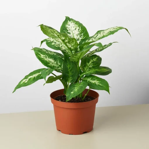 Dieffenbachia Tropic Snow