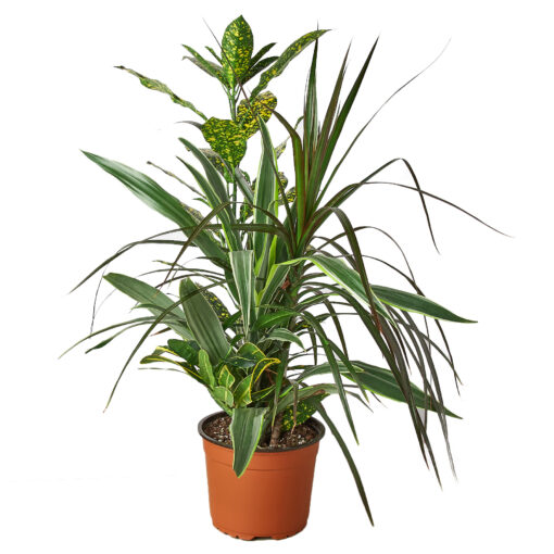 Dracaena Combo