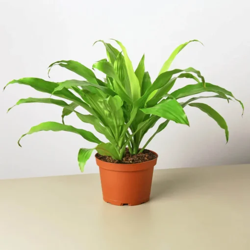 Dracaena Limelight