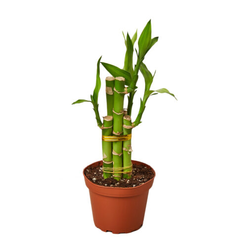 Dracaena Lucky Bamboo