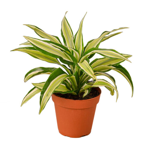 Dracaena Malaika