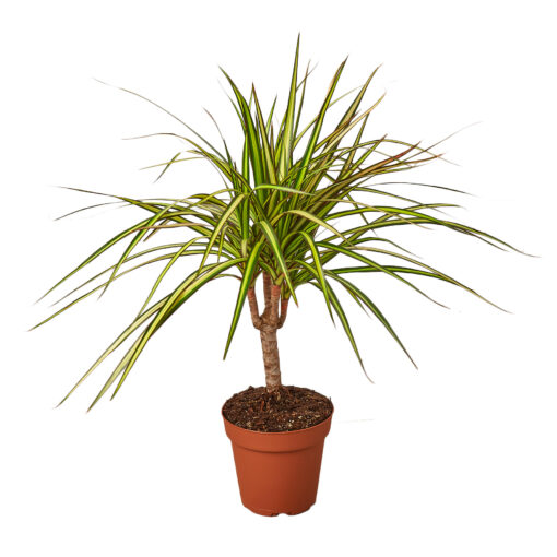 Dracaena Marginata Sunray