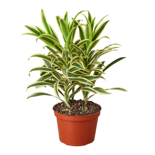 Dracaena Song Of India