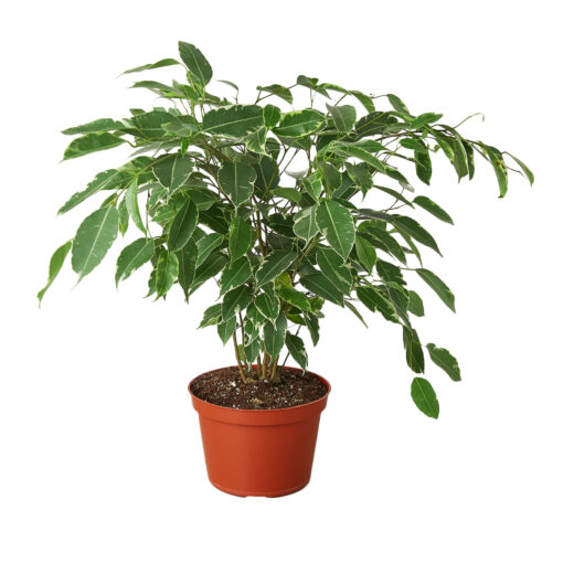 Ficus Breeze