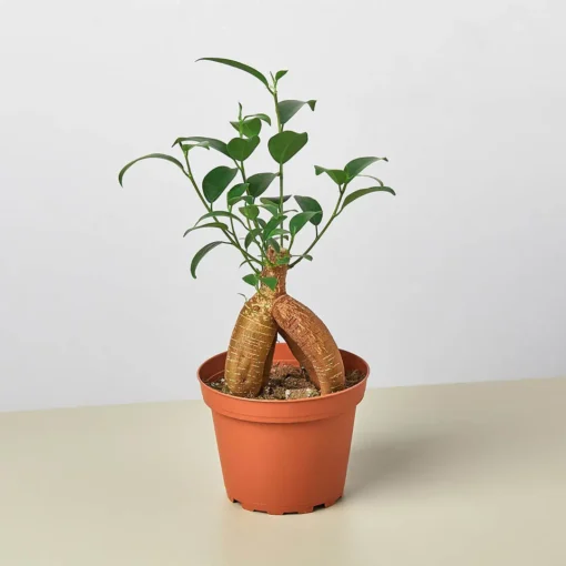 Ficus Ginseng