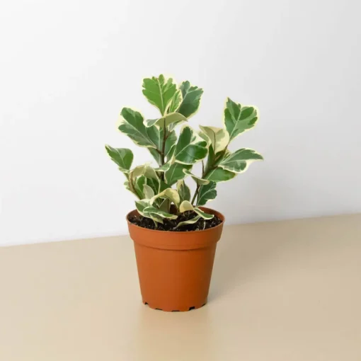 Ficus Triangularis Variegated