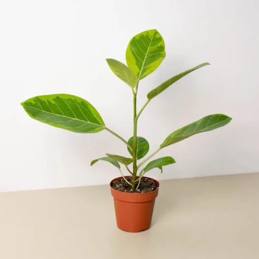 Ficus Yellow Gem