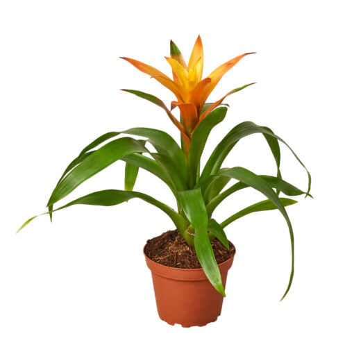 Guzmania Orange