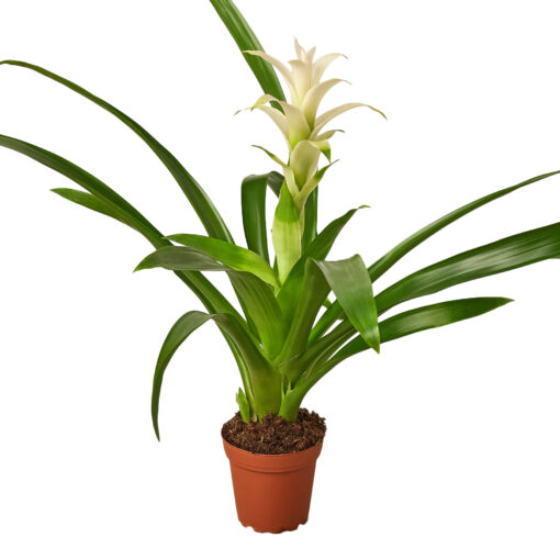 Guzmania White