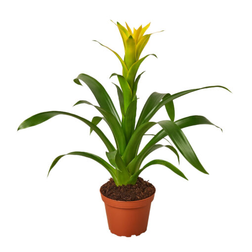 Guzmania Yellow