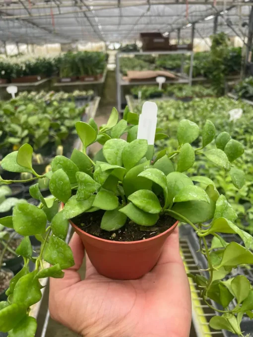 Hoya Heuschkeliana Green