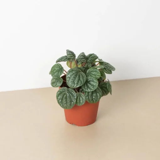 Peperomia Burbella