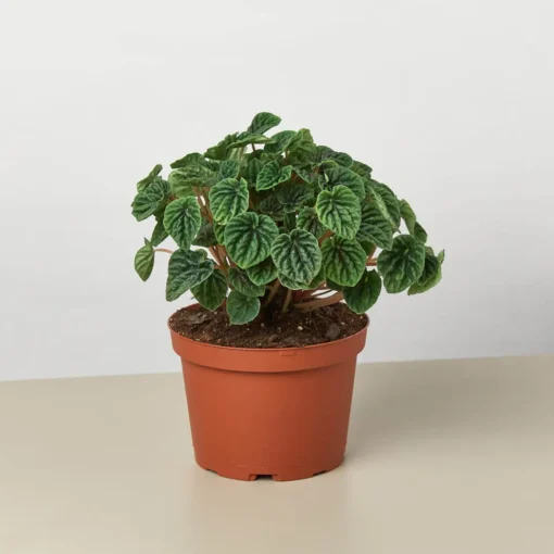 Peperomia Caperata Ripple