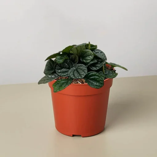 Peperomia Greyhound