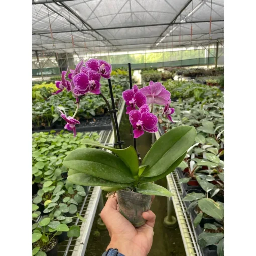 Phalaenopsis Purple