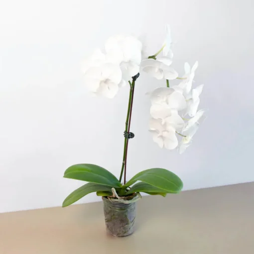 Phalaenopsis White