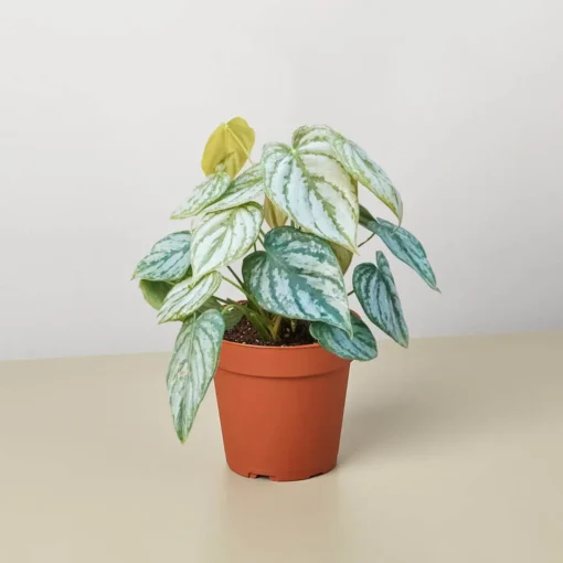 Philodendron Brandi