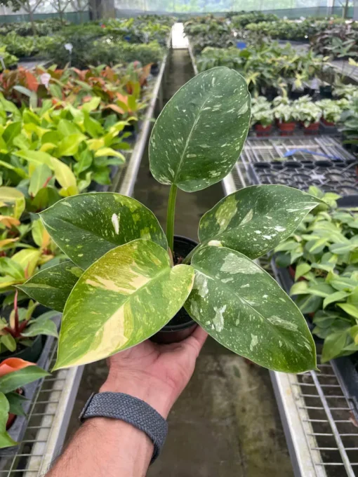 Philodendron Congo Nuclear