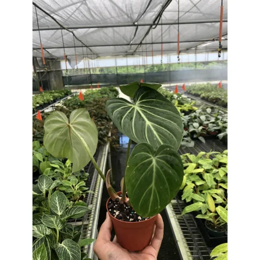 Philodendron Gloriosum